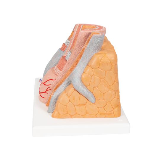 3B MICROanatomy Artery & Vein Model, 14 times Enlarged, 1000279 [G42], Microanatomy Models 