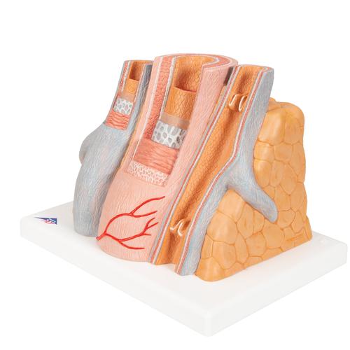 3B MICROanatomy Artery & Vein Model, 14 times Enlarged, 1000279 [G42], Microanatomy Models 