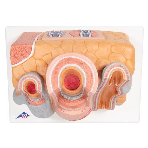 3B MICROanatomy Artery & Vein Model, 14 times Enlarged, 1000279 [G42], Microanatomy Models 