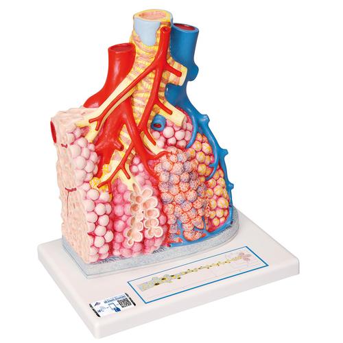 Lobules pulmonaires et vascularisation, 1008493 [G60], Modèles de poumons