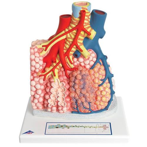 Lobules pulmonaires et vascularisation, 1008493 [G60], Modèles de poumons