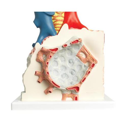 Model of Pulmonary Lobule with Surrounding Blood Vessels, 130 times Magnified, 1008493 [G60], Lung Models