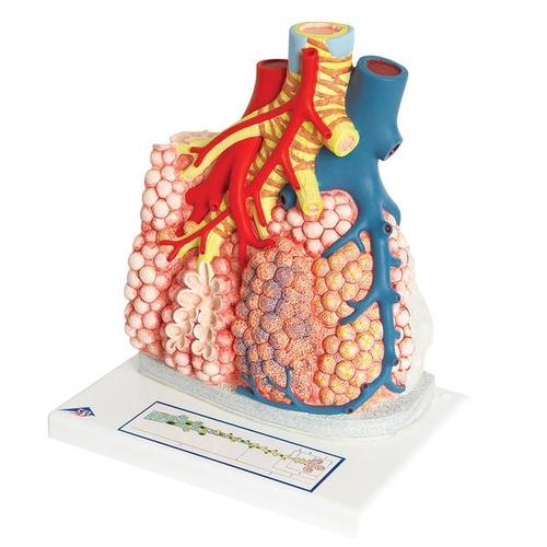 Model of Pulmonary Lobule with Surrounding Blood Vessels, 130 times Magnified, 1008493 [G60], Lung Models