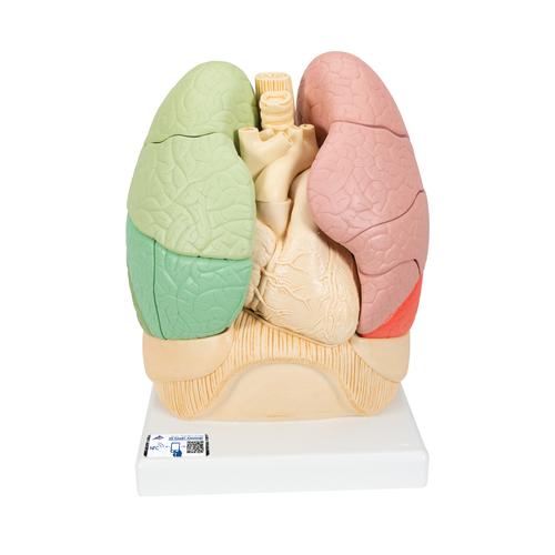 분리 폐 모형 Segmented Lung, 1008494 [G70], 폐 모형