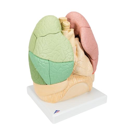 분리 폐 모형 Segmented Lung, 1008494 [G70], 폐 모형