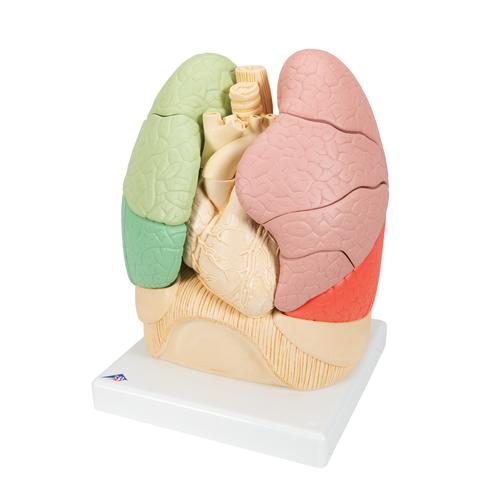 Segmented Lung Model, 1008494 [G70], Lung Models