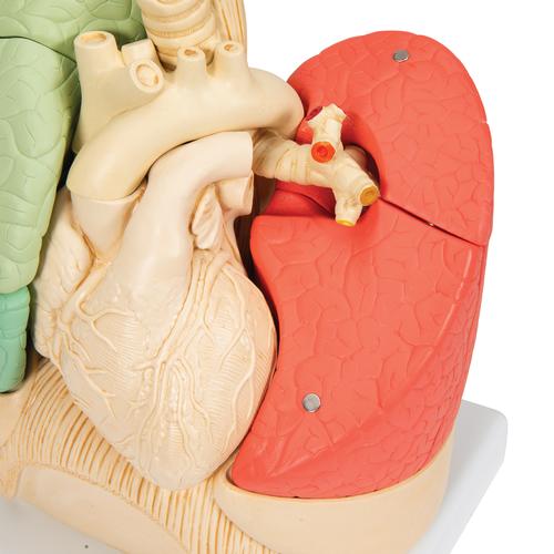 분리 폐 모형 Segmented Lung, 1008494 [G70], 폐 모형