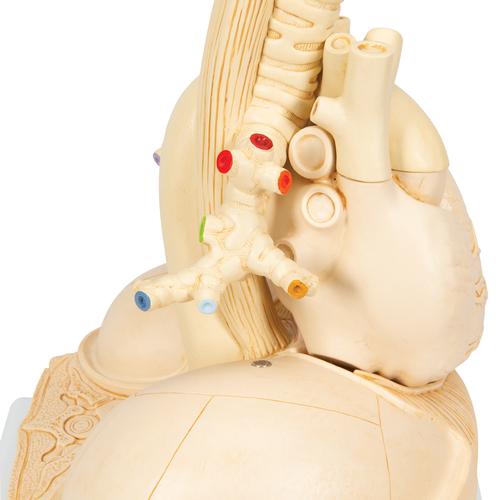 분리 폐 모형 Segmented Lung, 1008494 [G70], 폐 모형