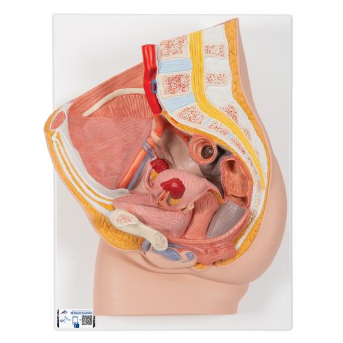 Kadın Pelvis Modeli - 2 parça, 1000281 [H10], Cinsel Organ ve Kalça Modelleri