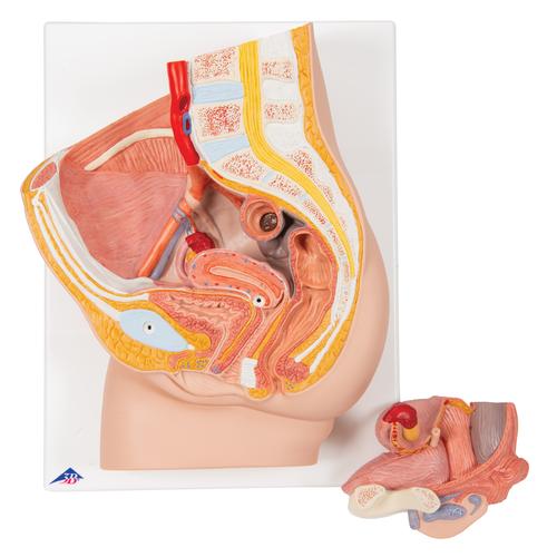 Female Pelvis Model in Median Section, 2 part, 1000281 [H10], Genital and Pelvis Models