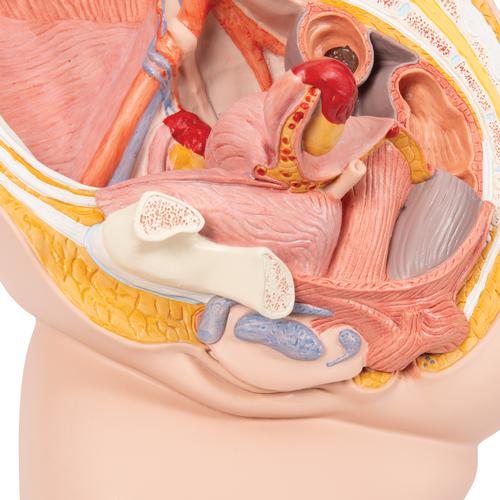 Female Pelvis Model in Median Section, 2 part, 1000281 [H10], Genital and Pelvis Models