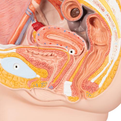 Kadın Pelvis Modeli - 2 parça, 1000281 [H10], Cinsel Organ ve Kalça Modelleri