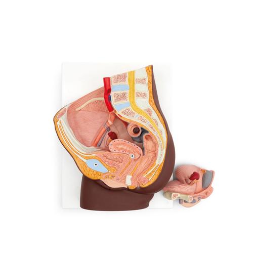 Female Pelvis Model in Median Section, 2 part, dark skin - 3B Smart Anatomy, 1024380 [H10D], Genital and Pelvis Models