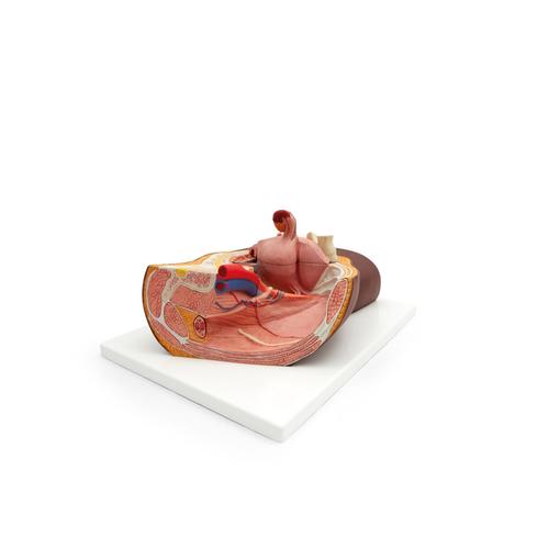 Female Pelvis Model in Median Section, 2 part, dark skin - 3B Smart Anatomy, 1024380 [H10D], Genital and Pelvis Models