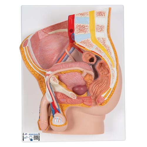 Male Pelvis Model in Median Section, 2 part, 1000282 [H11], Genital and Pelvis Models