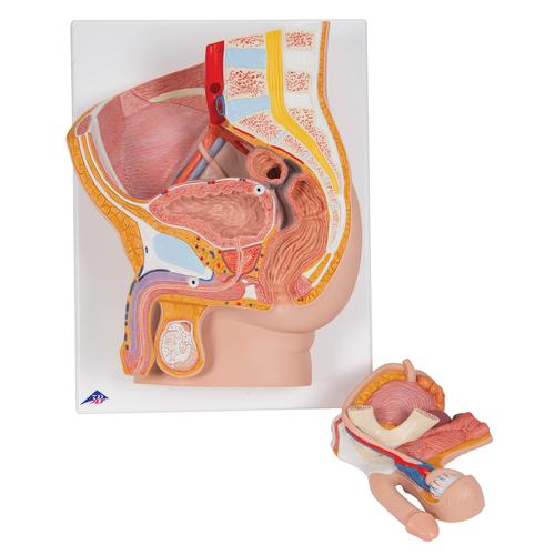 Male Pelvis Model in Median Section, 2 part, 1000282 [H11], Genital and Pelvis Models