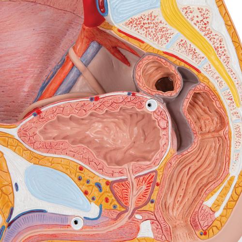 Male Pelvis Model in Median Section, 2 part, 1000282 [H11], Genital and Pelvis Models