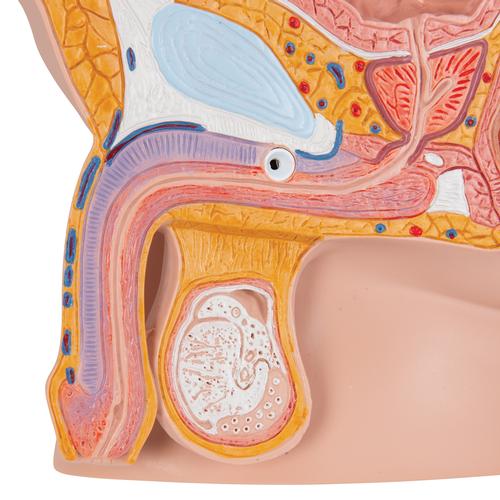 Male Pelvis Model in Median Section, 2 part, 1000282 [H11], Genital and Pelvis Models