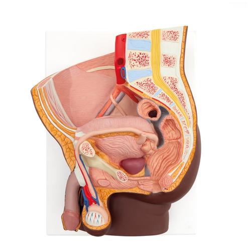 Male Pelvis Model in Median Section, 2 part, dark skin - 3B Smart Anatomy, 1024381 [H11D], Genital and Pelvis Models