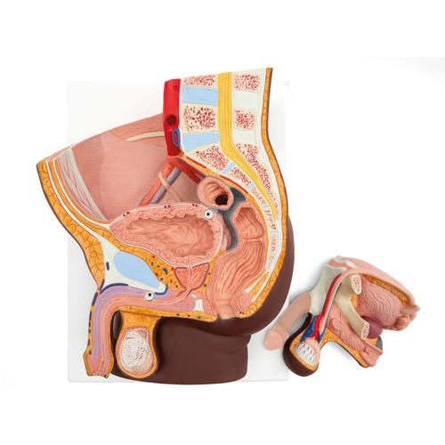 Male Pelvis Model in Median Section, 2 part, dark skin - 3B Smart Anatomy, 1024381 [H11D], Genital and Pelvis Models