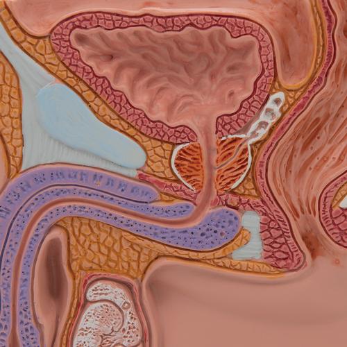 Male Pelvis Model in Median Section, 1/2 Life-Size, 1000283 [H12], Genital and Pelvis Models