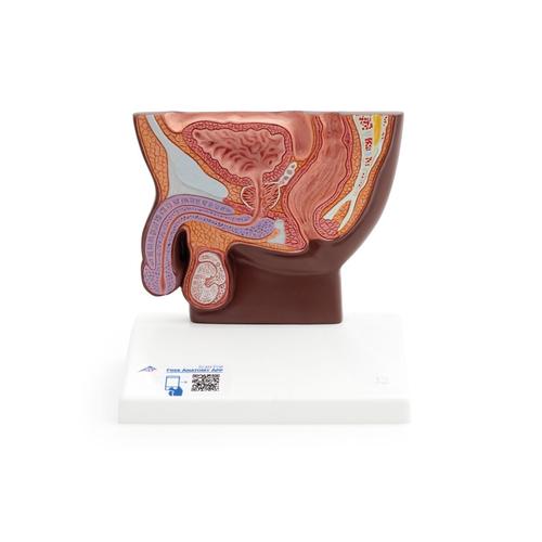 Male Pelvis Model in Median Section, 1/2 Life-Size, dark skin - 3B Smart Anatomy, 1024382 [H12D], Genital and Pelvis Models