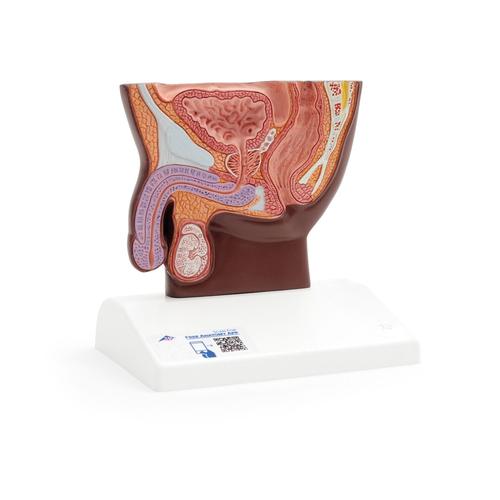 Male Pelvis Model in Median Section, 1/2 Life-Size, dark skin - 3B Smart Anatomy, 1024382 [H12D], Genital and Pelvis Models