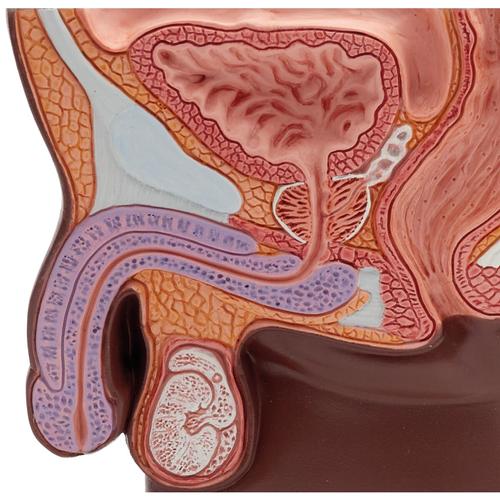 Férfi medence keresztmetszet, az eredeti méret fele, sötét bőrszínnel - 3B Smart Anatomy, 1024382 [H12D], Nemi szerv és medence modellek