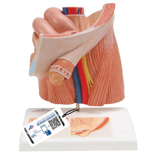 Inguinal Hernia Urology Model, 1000284 [H13], Genital and Pelvis Models