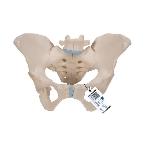 Weibliches Beckenmodell, 3-teilig - 3B Smart Anatomy, 1000285 [H20/1], Genital- und Beckenmodelle