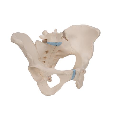 Pelvis femenina, 3-partes, 1000285 [H20/1], Educación para salud femenina