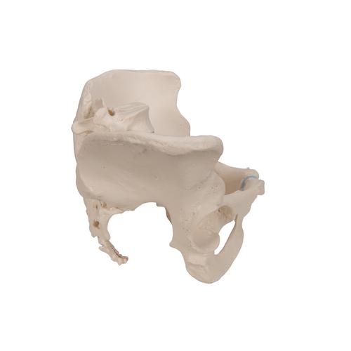 Female Pelvis Skeleton Model, 3 part, 1000285 [H20/1], Women's Health Education