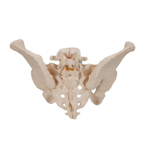 Pelvis femenina, 3-partes, 1000285 [H20/1], Educación para salud femenina