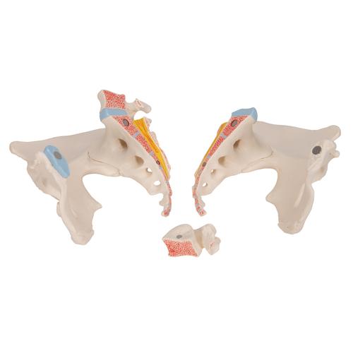 Pelvis femenina, 3-partes, 1000285 [H20/1], Educación para salud femenina