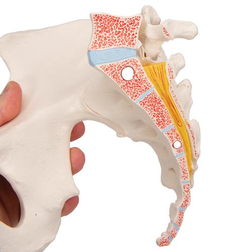 Female Pelvis Skeleton Model, 3 part, 1000285 [H20/1], Genital and Pelvis Models