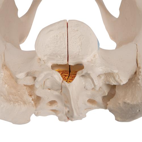 Pelvis femenina, 3-partes, 1000285 [H20/1], Educación para salud femenina