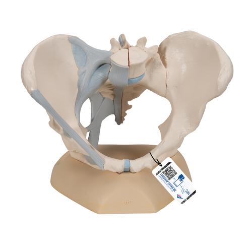 Pelvis femenina con ligamentos, 3-partes, 1000286 [H20/2], Educación para salud femenina