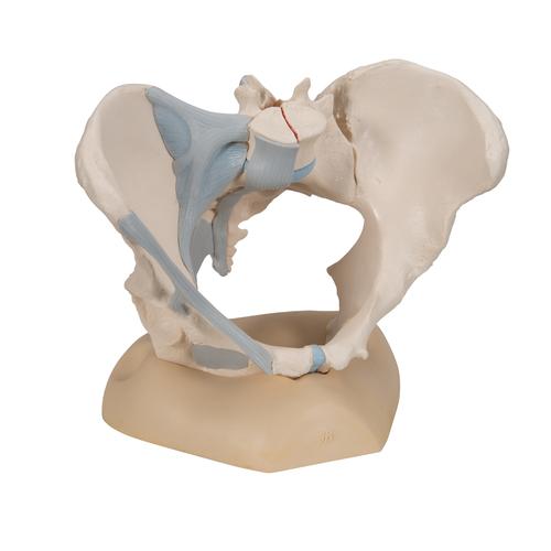 Pelvis femenina con ligamentos, 3-partes, 1000286 [H20/2], Educación para salud femenina