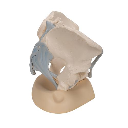 Weibliches Beckenmodell mit Bändern, 3-teilig - 3B Smart Anatomy, 1000286 [H20/2], Genital- und Beckenmodelle