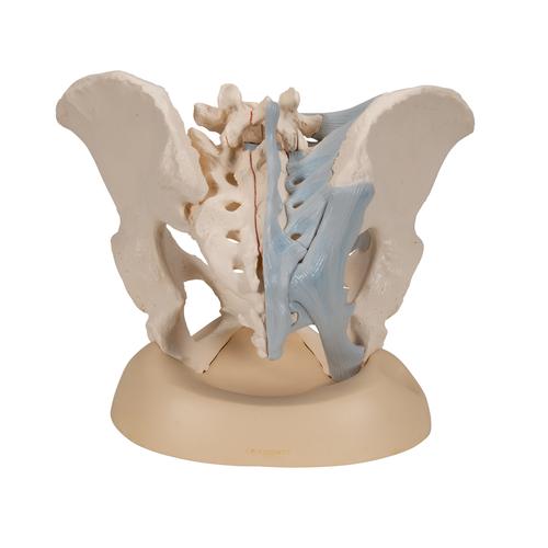 Female Pelvis Skeleton Model with Ligaments, 3 part, 1000286 [H20/2], Genital and Pelvis Models