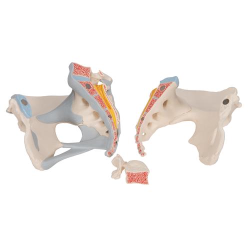 Bassin féminin avec ligaments, en trois pièces, 1000286 [H20/2], Modèles partie génitale et bassin