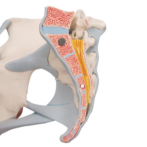 Bassin féminin avec ligaments, en trois pièces, 1000286 [H20/2], Modèles partie génitale et bassin