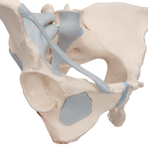 Weibliches Beckenmodell mit Bändern, 3-teilig - 3B Smart Anatomy, 1000286 [H20/2], Genital- und Beckenmodelle