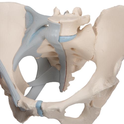 Pelvis femenina con ligamentos, 3-partes, 1000286 [H20/2], Educación para salud femenina