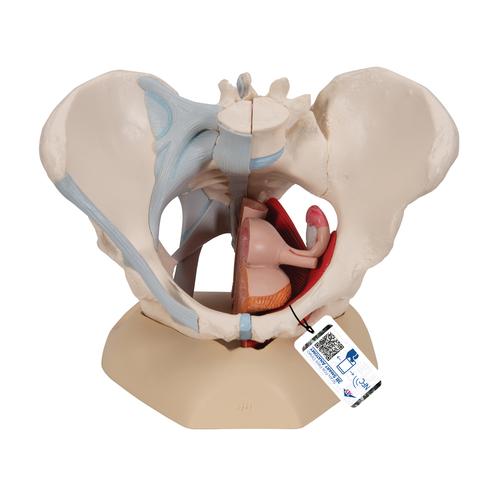 Bassin féminin avec ligaments, sectionné au niveau mi-sagittal à travers les organes des muscles du plancher pelvien, en quatre pièces, 1000287 [H20/3], Modèles partie génitale et bassin