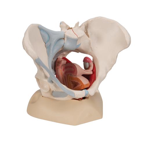 Bassin féminin avec ligaments, sectionné au niveau mi-sagittal à travers les organes des muscles du plancher pelvien, en quatre pièces, 1000287 [H20/3], Modèles partie génitale et bassin