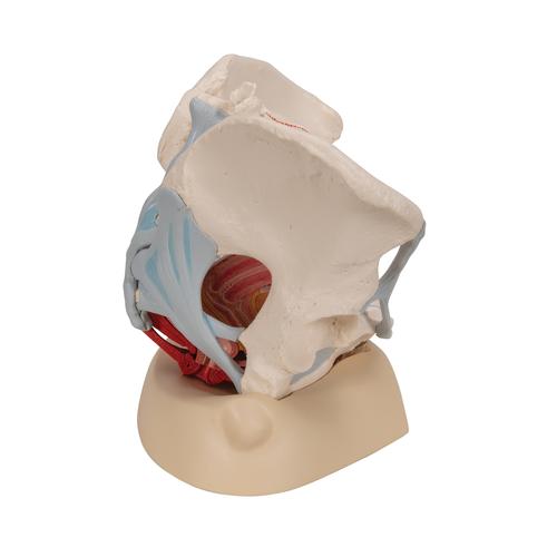 Weibliches Beckenmodell mit Bändern, mit Medianschnitt durch Beckenbodenmuskulatur & Organe, 4-teilig - 3B Smart Anatomy, 1000287 [H20/3], Genital- und Beckenmodelle