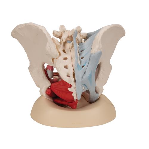 Bassin féminin avec ligaments, sectionné au niveau mi-sagittal à travers les organes des muscles du plancher pelvien, en quatre pièces, 1000287 [H20/3], Modèles partie génitale et bassin