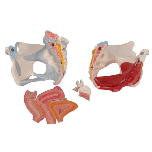 Pelvis femenina con ligamentos, con sección media sagital a través de los músculos del piso pélvico, 4-partes, 1000287 [H20/3], Modelos de Pelvis y Genitales