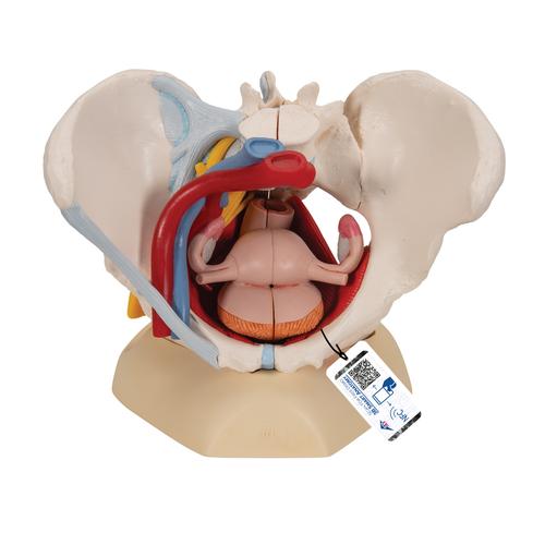 Pelvis femenina con ligamentos, vasos, nervios, piso pélvico y órganos, 6-partes, 1000288 [H20/4], Modelos de Pelvis y Genitales